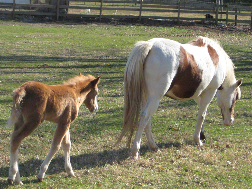 There are horses in the neighborhood
